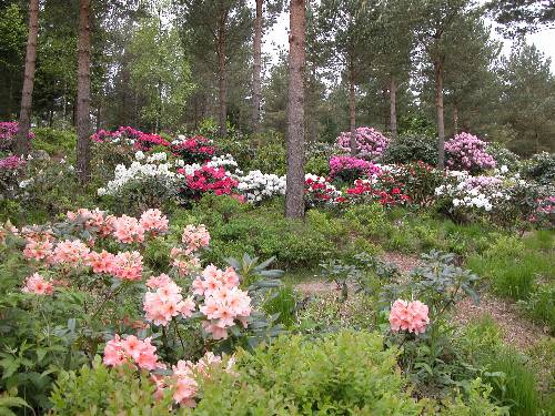 Nedre del av Rohododendrondalen